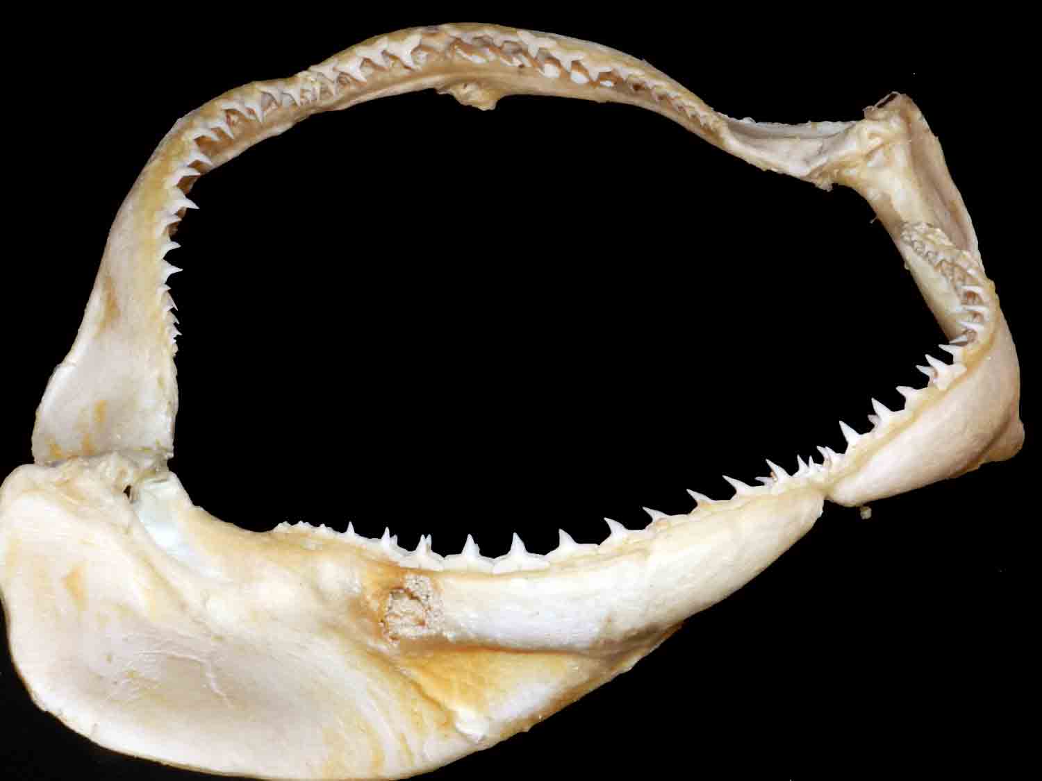 L'Arca di Noè Carcharhinus brachyurus Copper Shark's Jaws (4